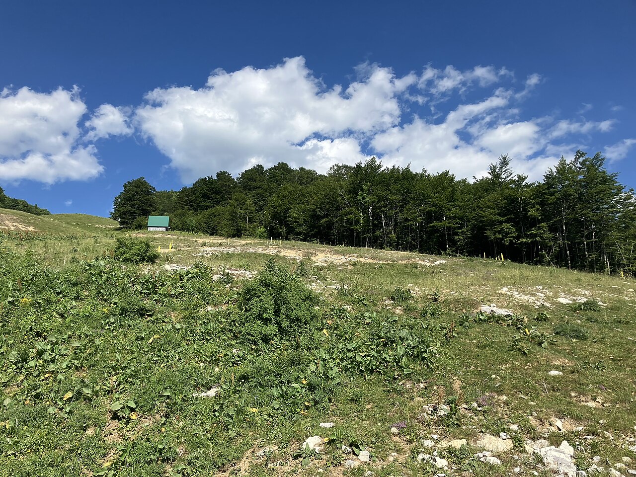 Into Biogradska Gora’s Primeval Forest in Kolašin, Montenegro