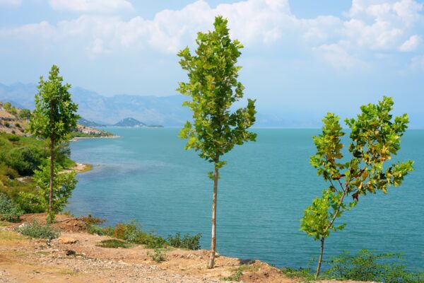 Stunning View Of The Shore Of Wonderful Skadar Lake